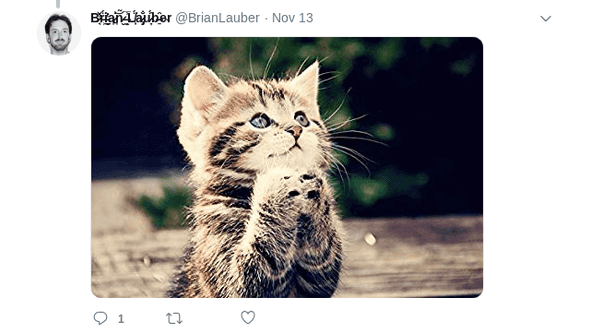 Image: a kitten that looks like it's praying