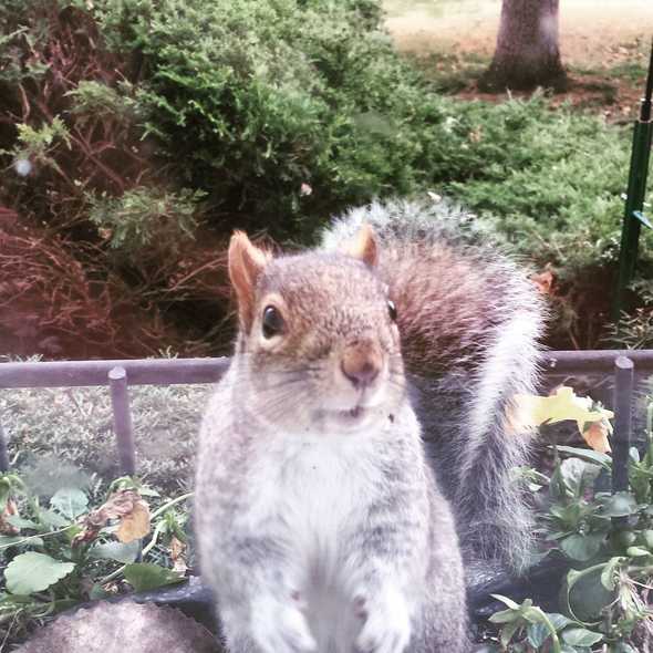 Squirrel